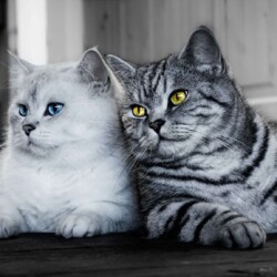 Аренда животных