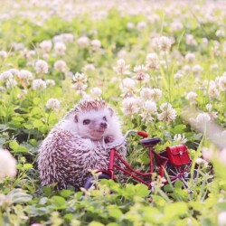 Аренда животных