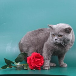 Аренда животных
