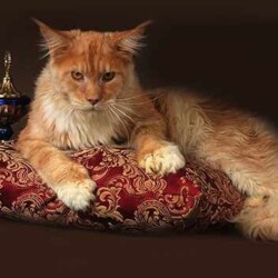Аренда животных