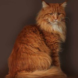 Аренда животных