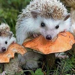 Аренда животных